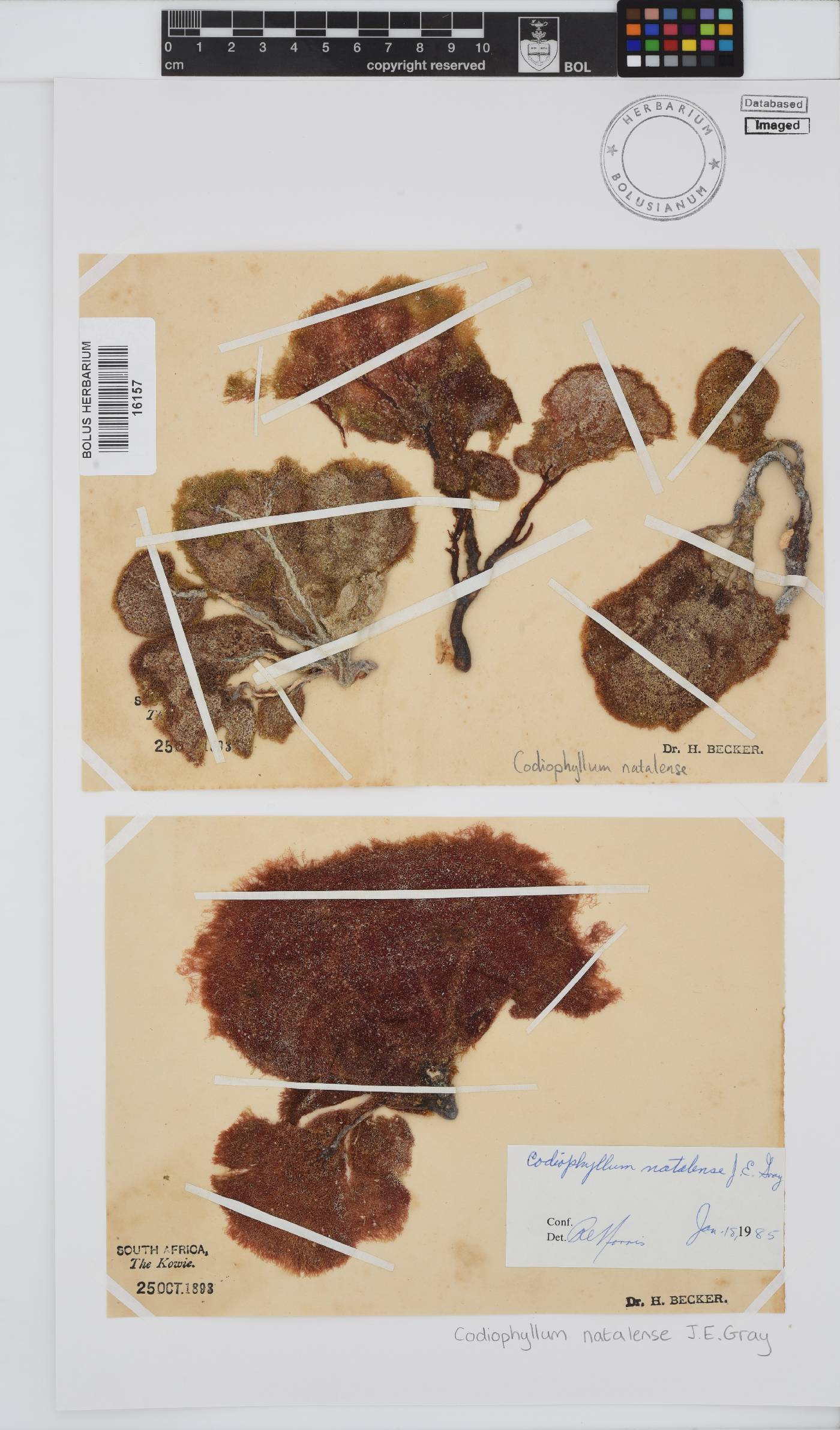 Codiophyllum image