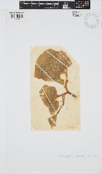 Codiophyllum natalense image