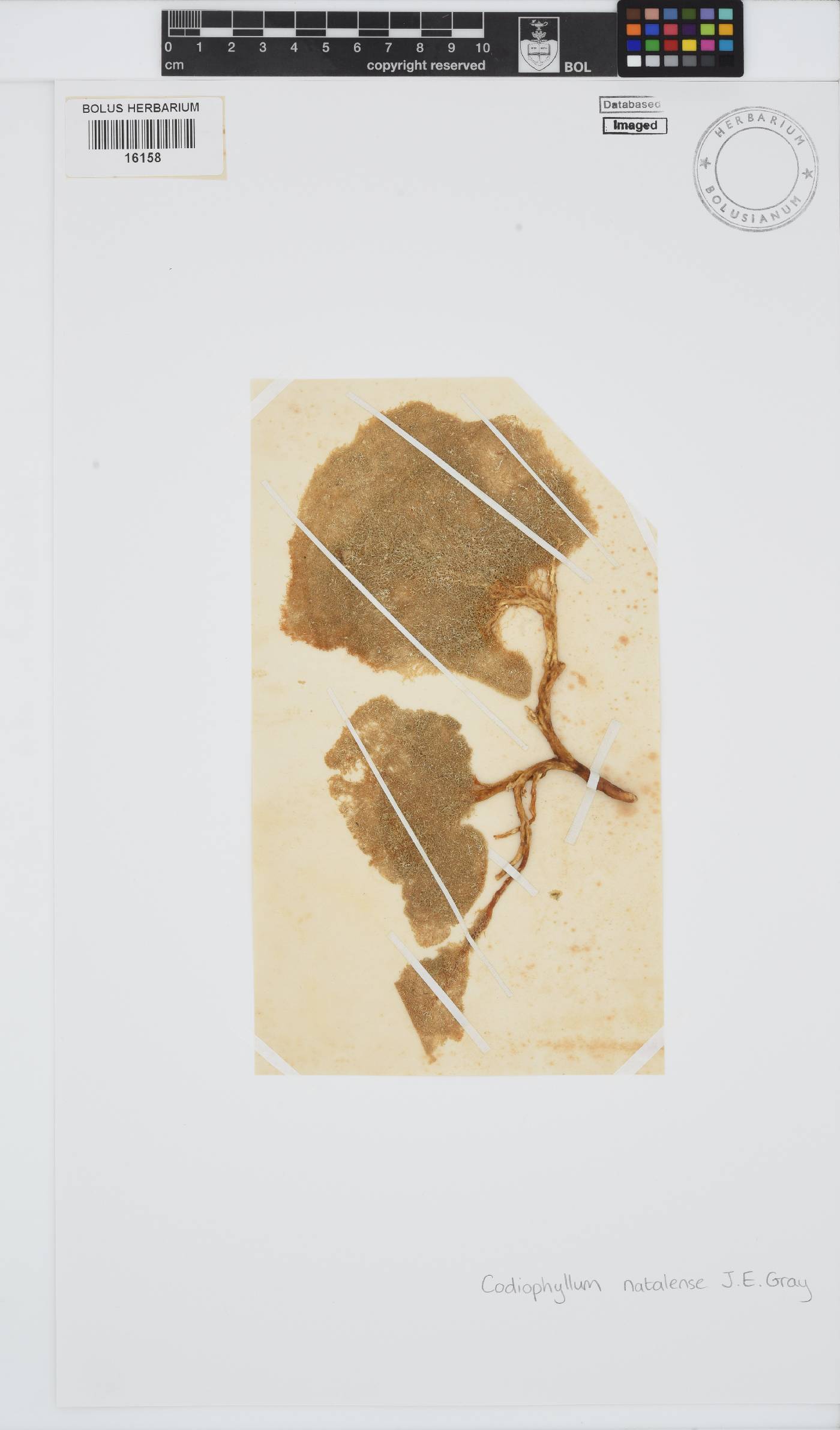 Codiophyllum natalense image