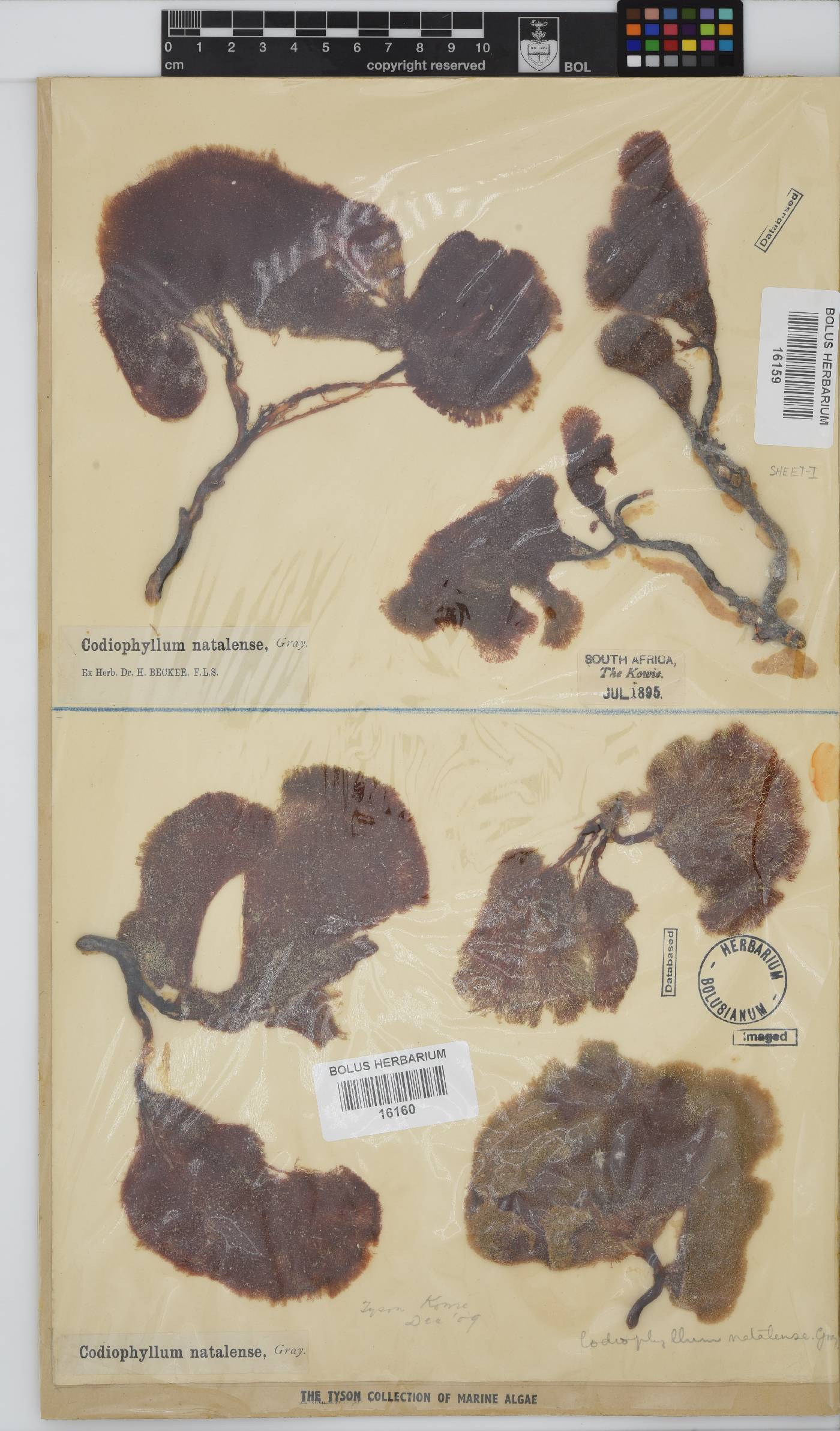 Codiophyllum natalense image
