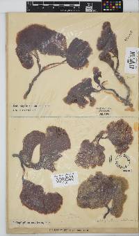 Codiophyllum natalense image