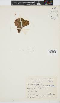 Codiophyllum natalense image