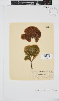 Codiophyllum natalense image
