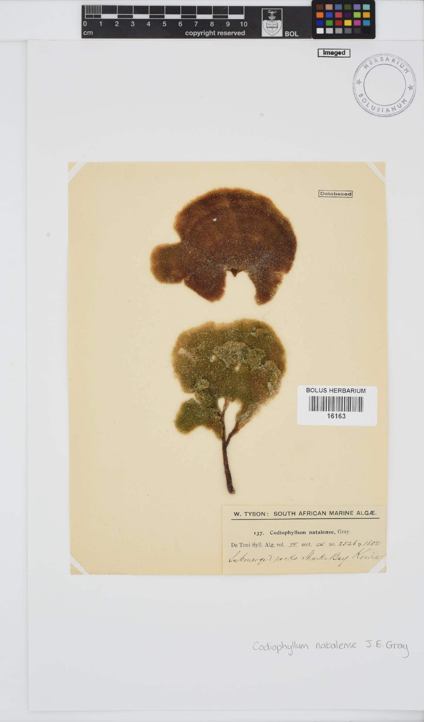 Codiophyllum natalense image