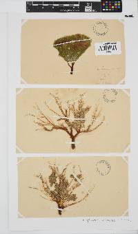 Codiophyllum natalense image