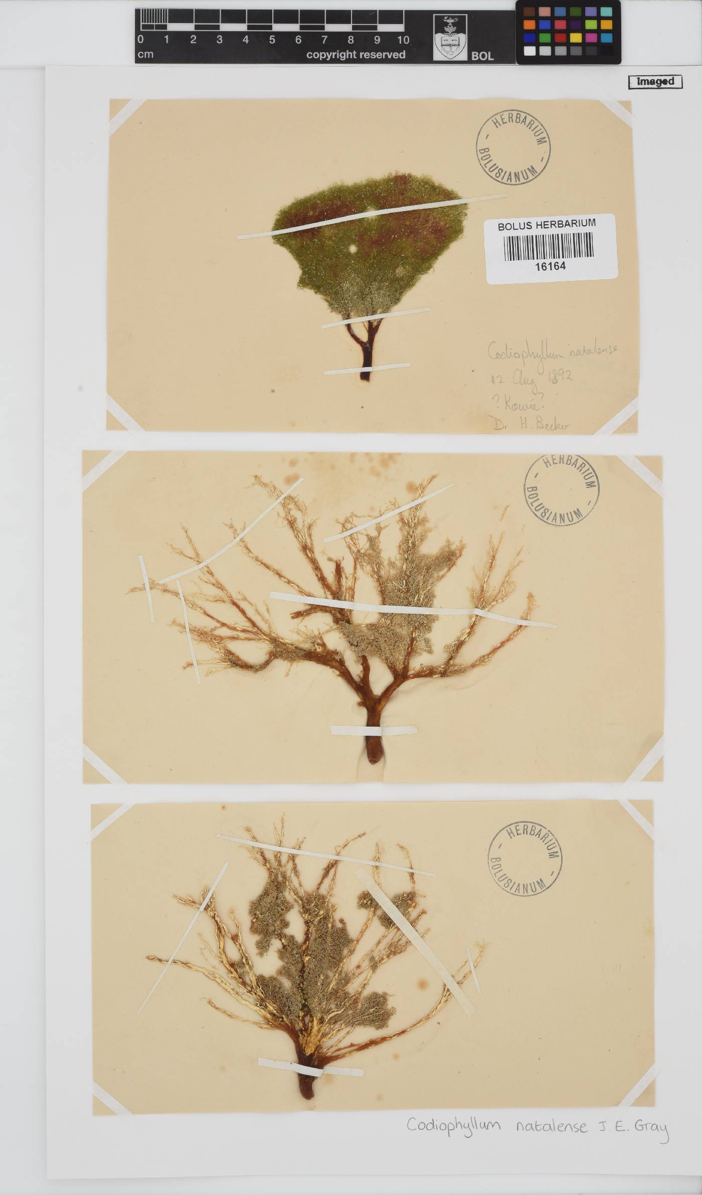 Codiophyllum natalense image