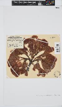 Codiophyllum natalense image