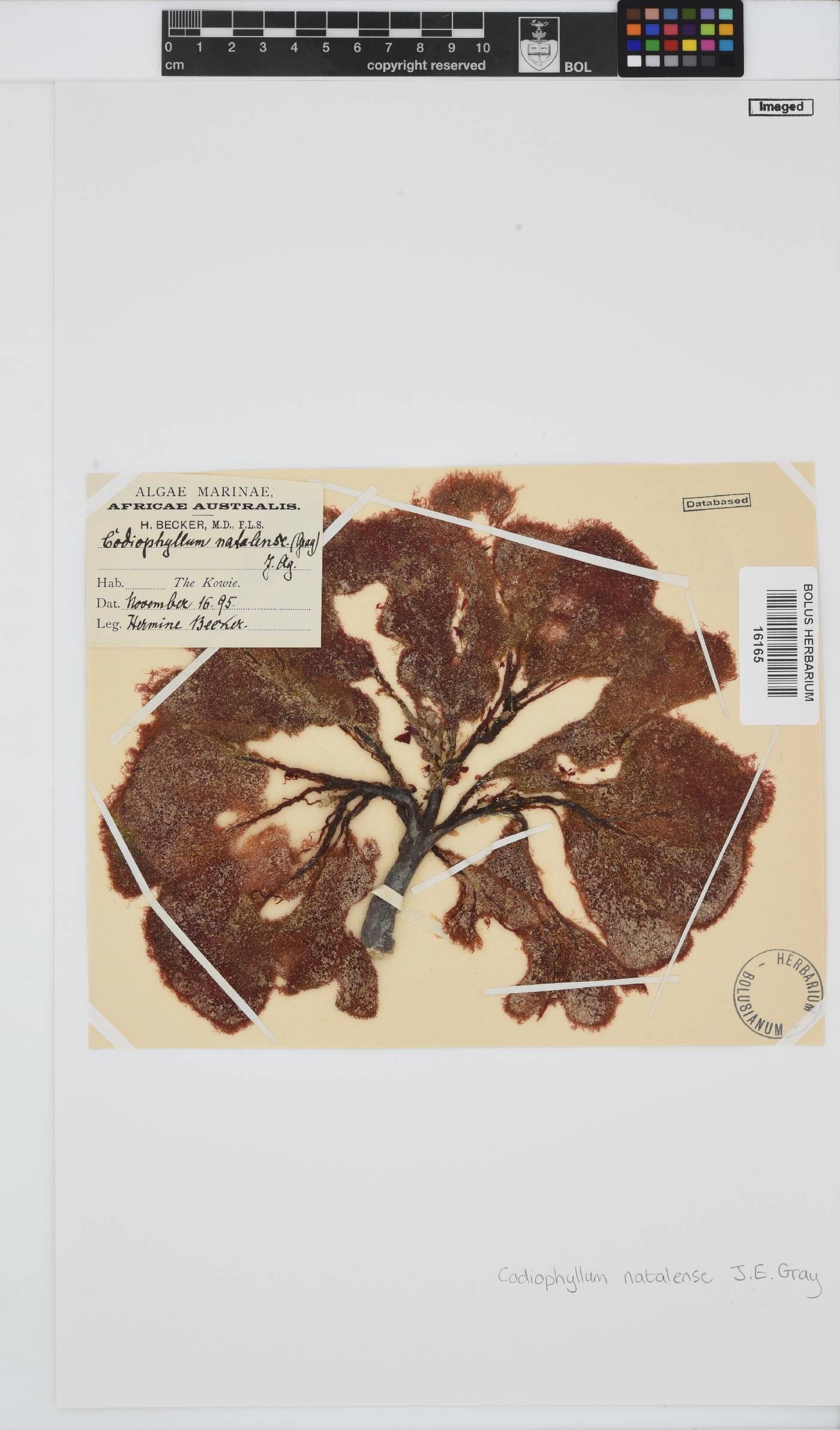 Codiophyllum natalense image