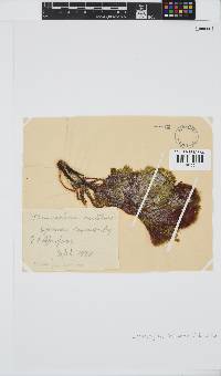 Codiophyllum natalense image