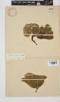 Codiophyllum natalense image