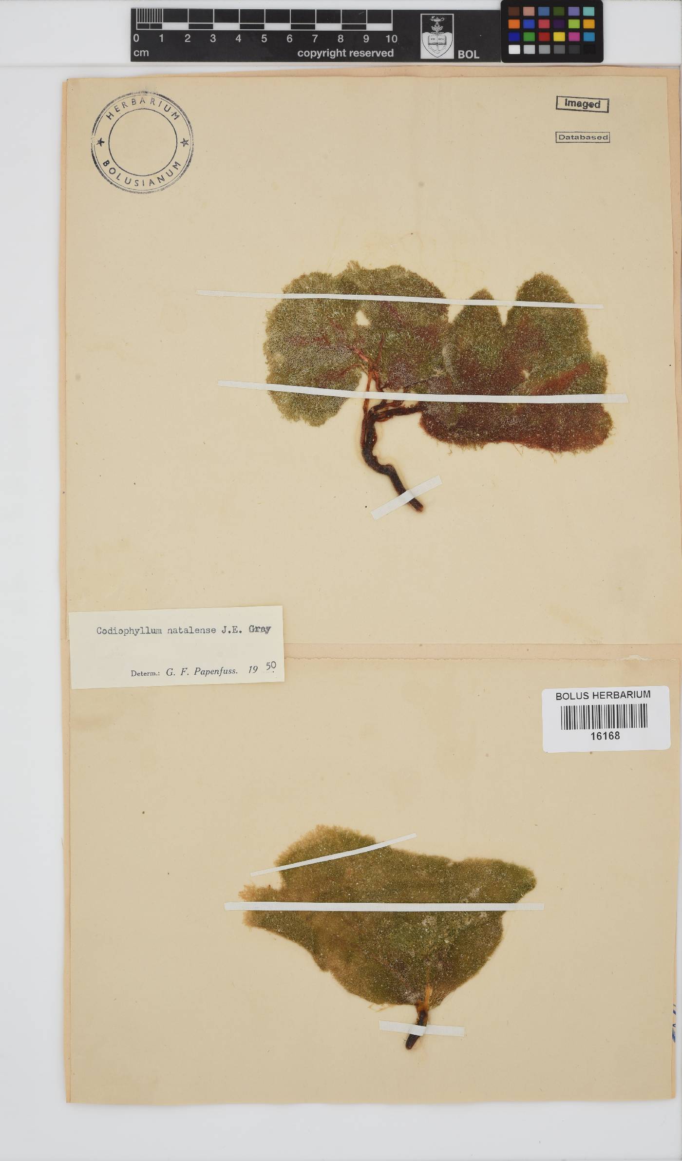 Codiophyllum natalense image
