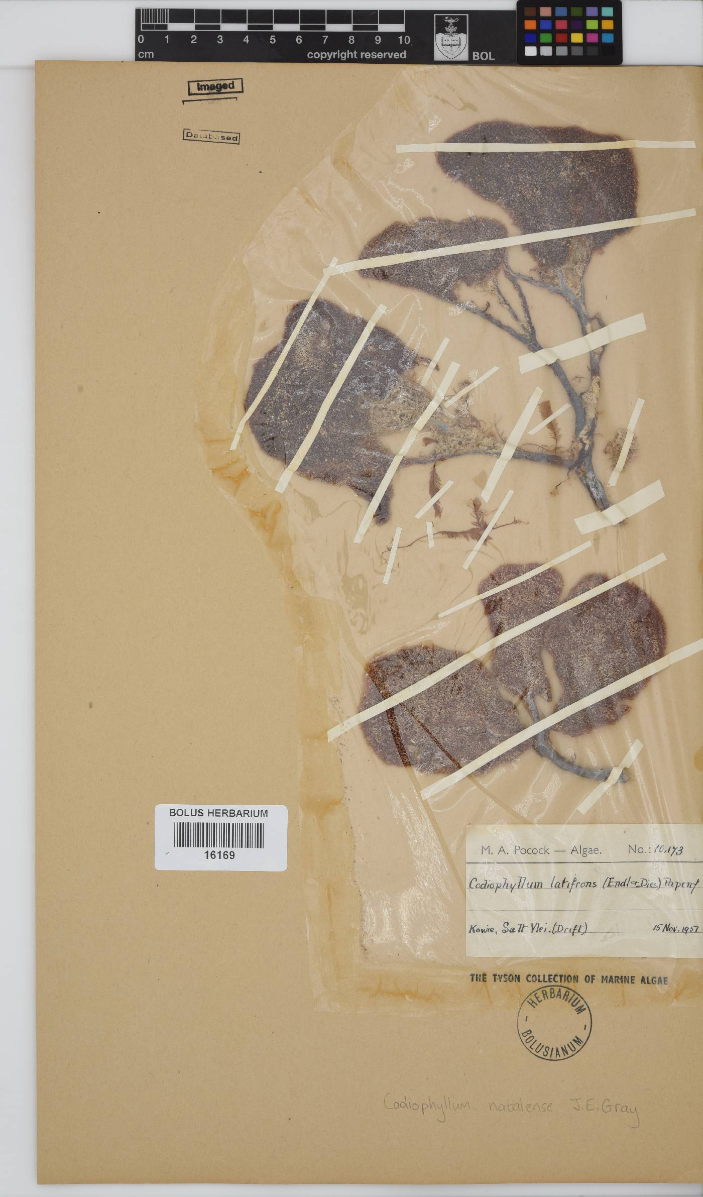 Codiophyllum natalense image