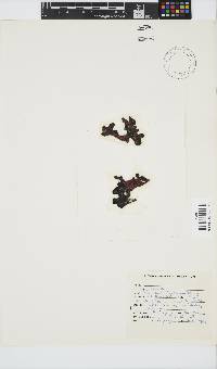 Image of Colaconema caespitosum
