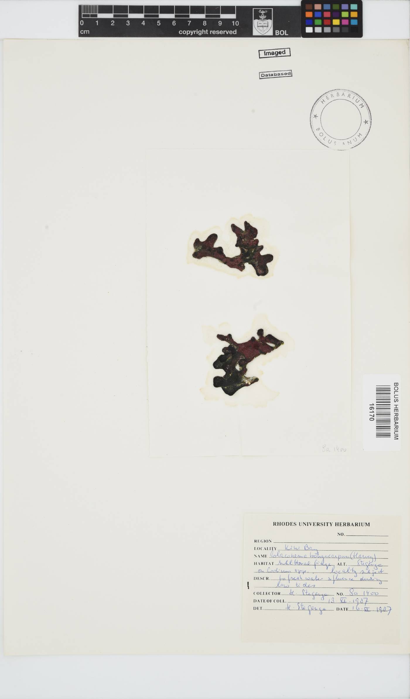 Colaconemataceae image