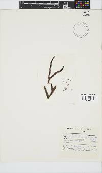 Colaconema caespitosum image