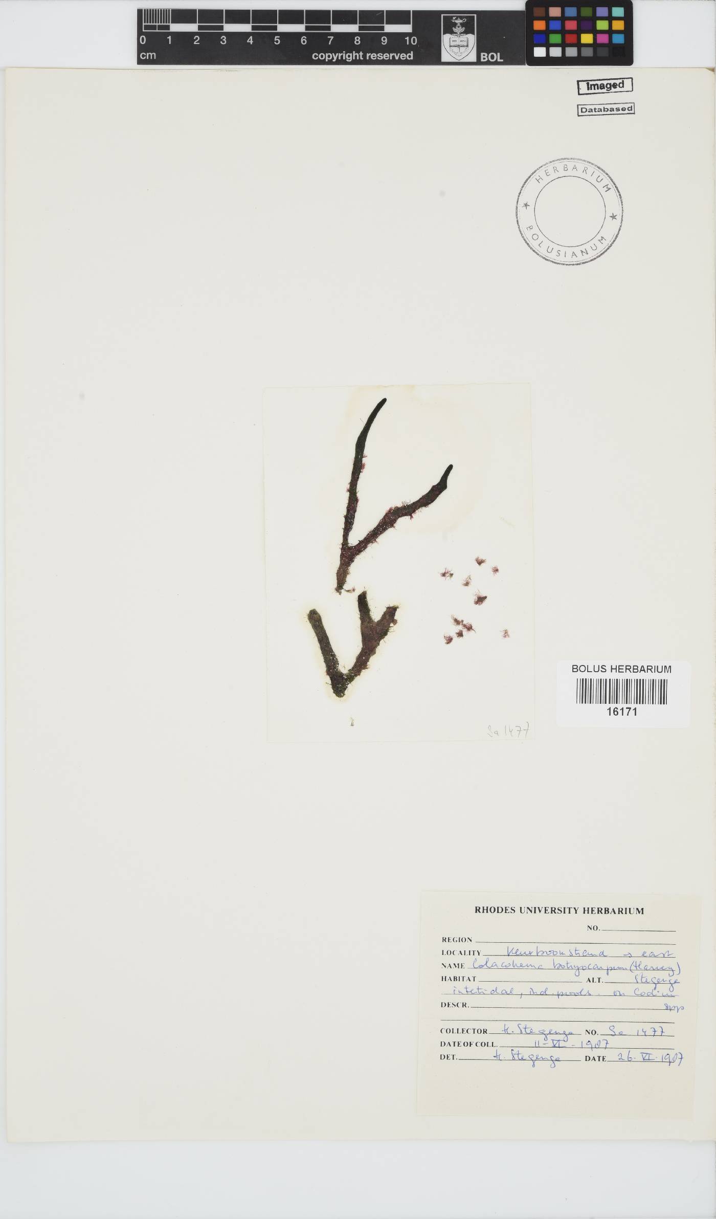 Colaconema caespitosum image
