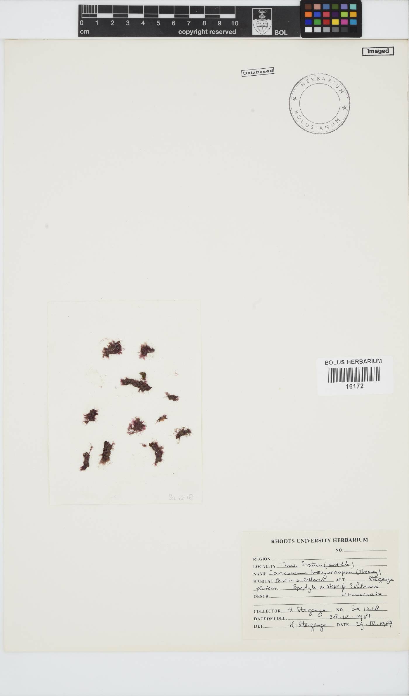 Colaconema caespitosum image