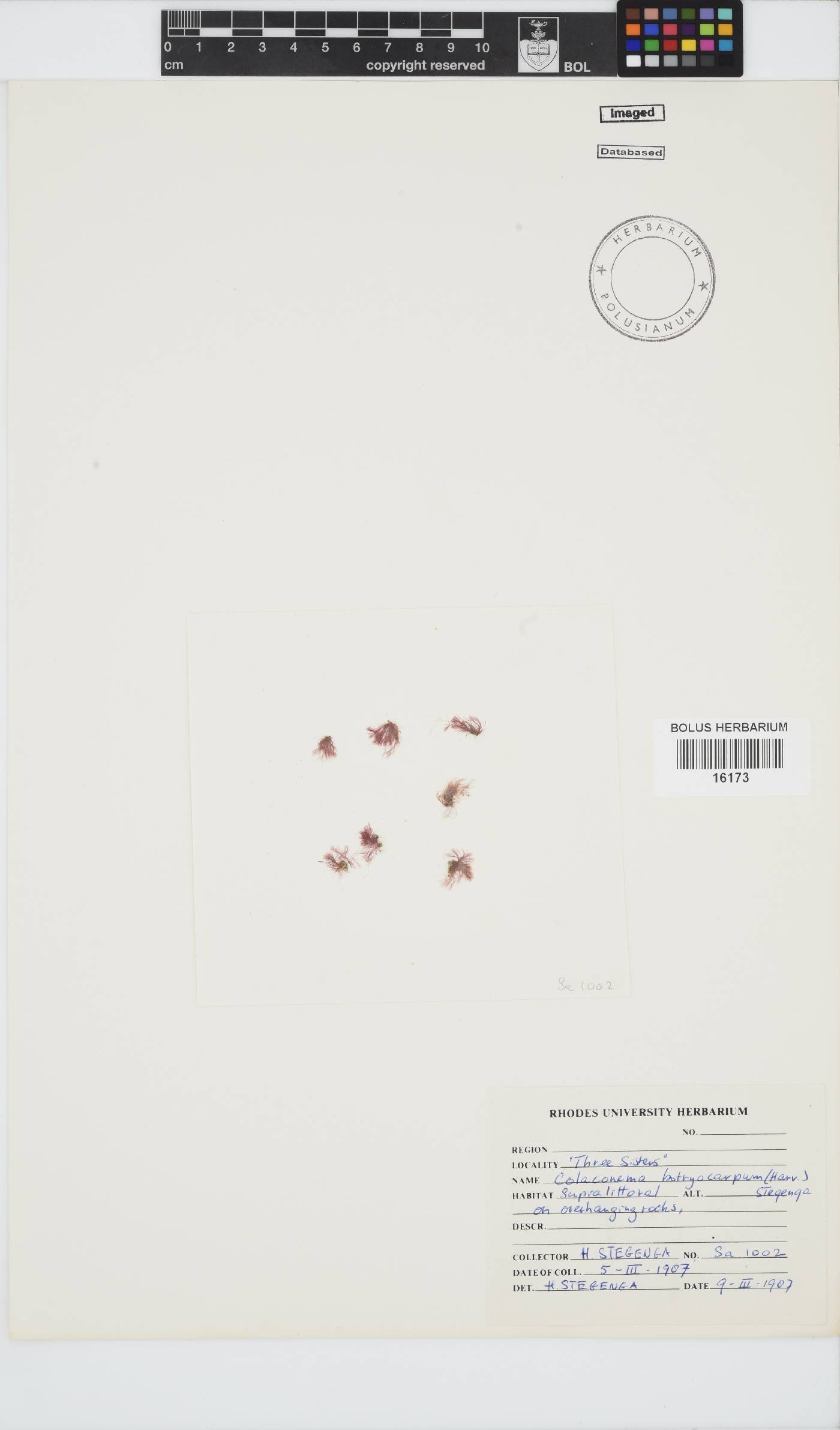 Colaconema caespitosum image