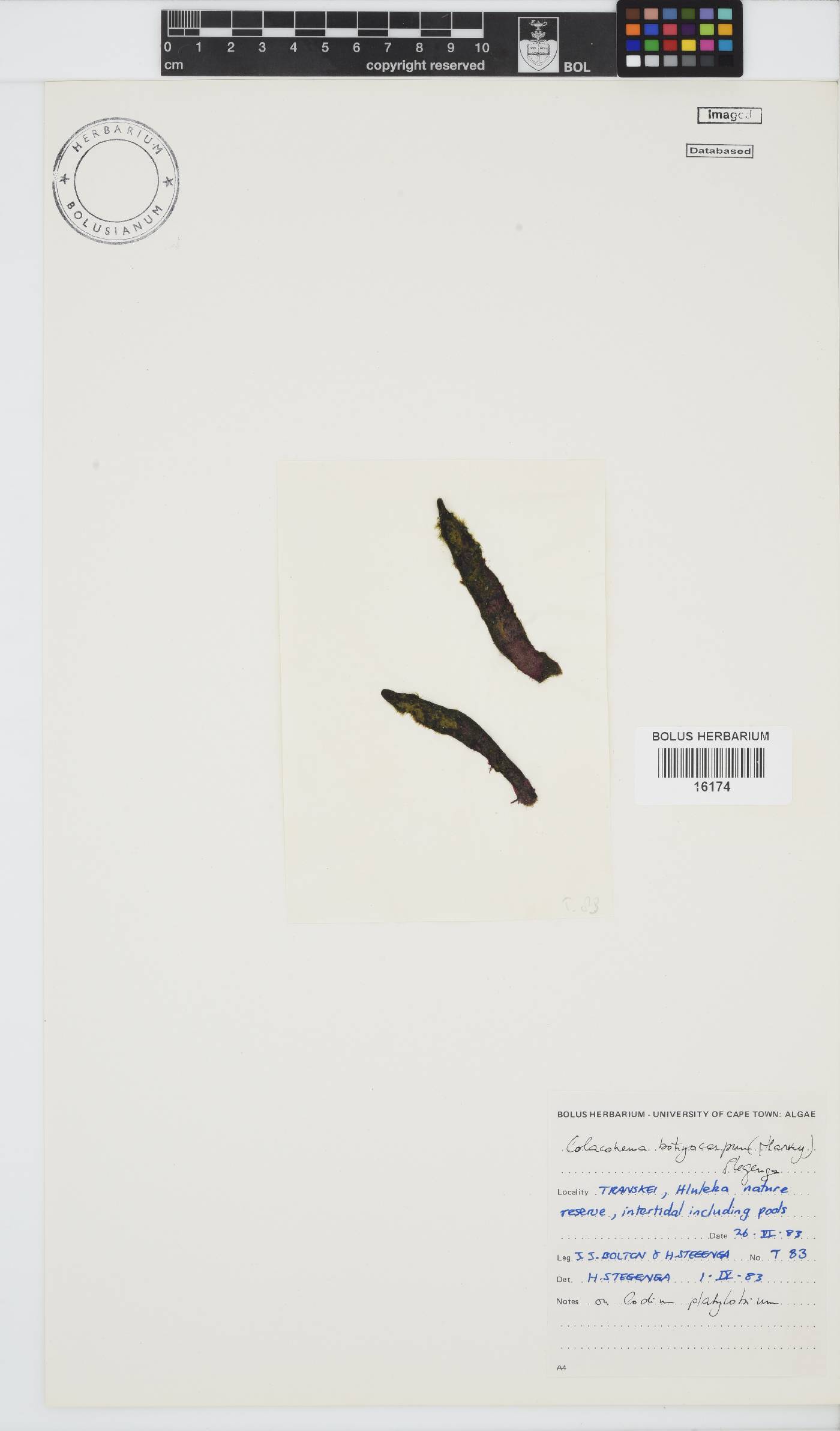 Colaconema caespitosum image