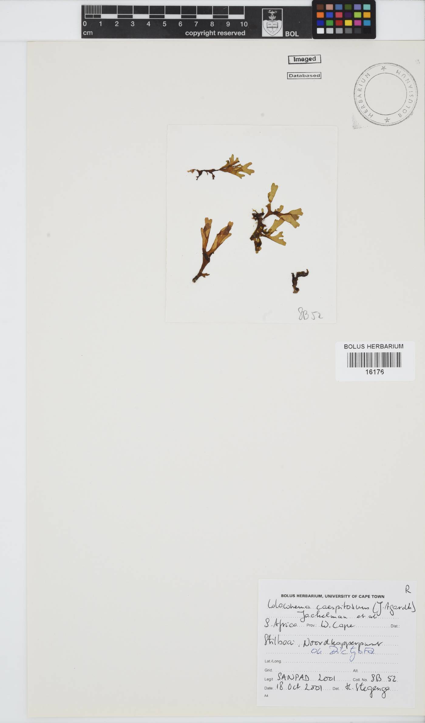 Colaconema caespitosum image