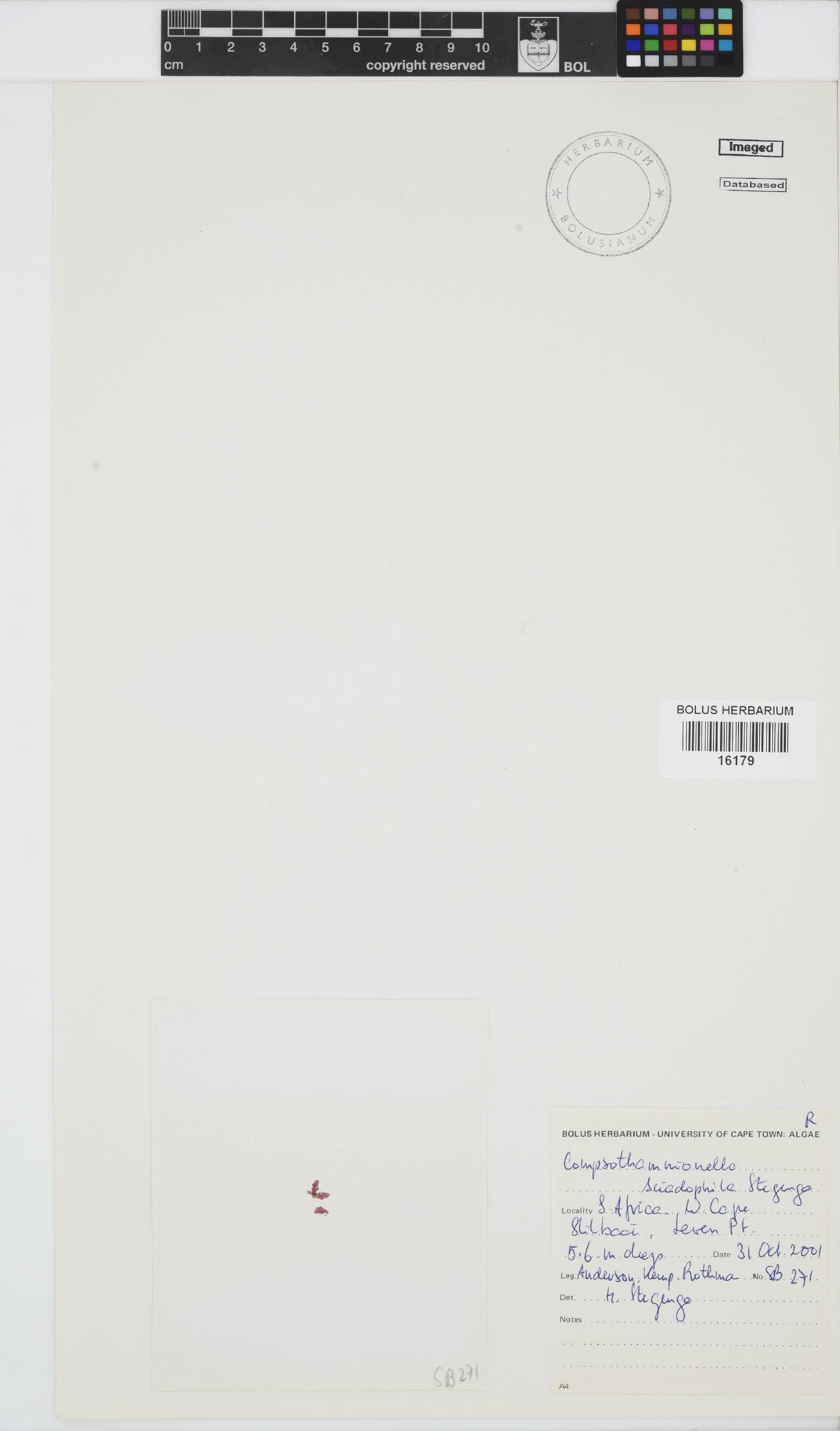 Pleonosporium japonicum image
