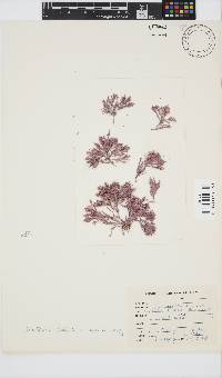Image of Corallina berteroi