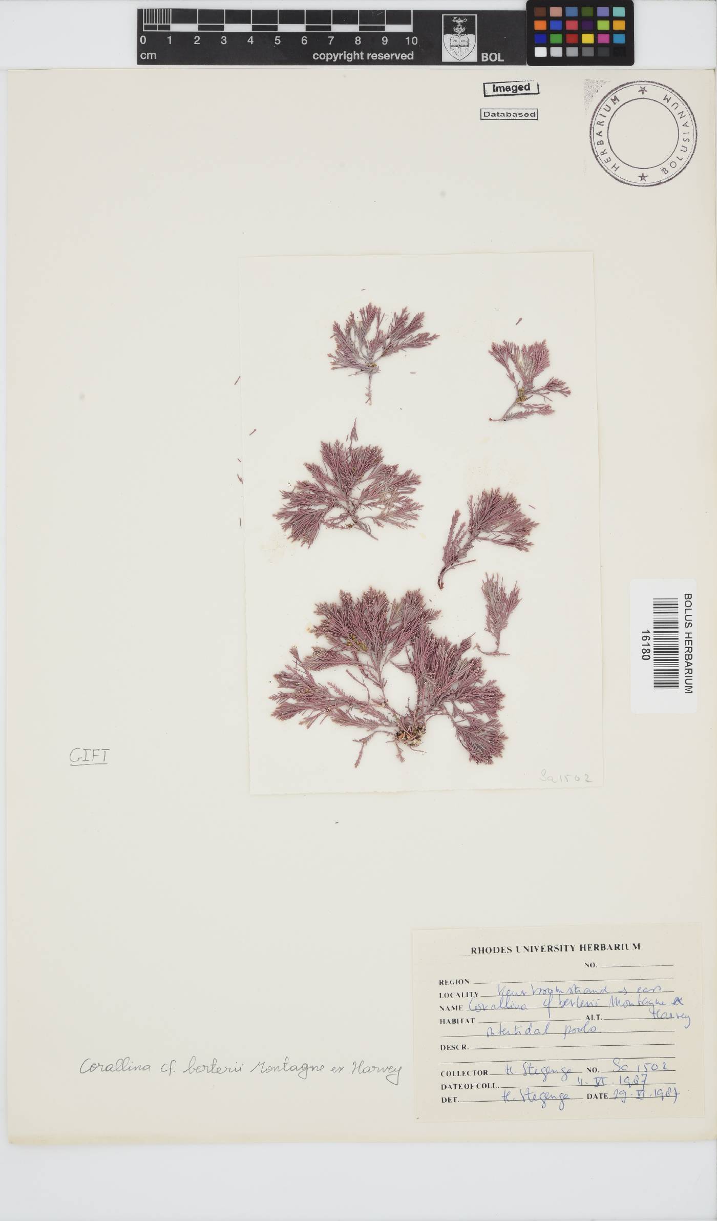Corallina berteroi image
