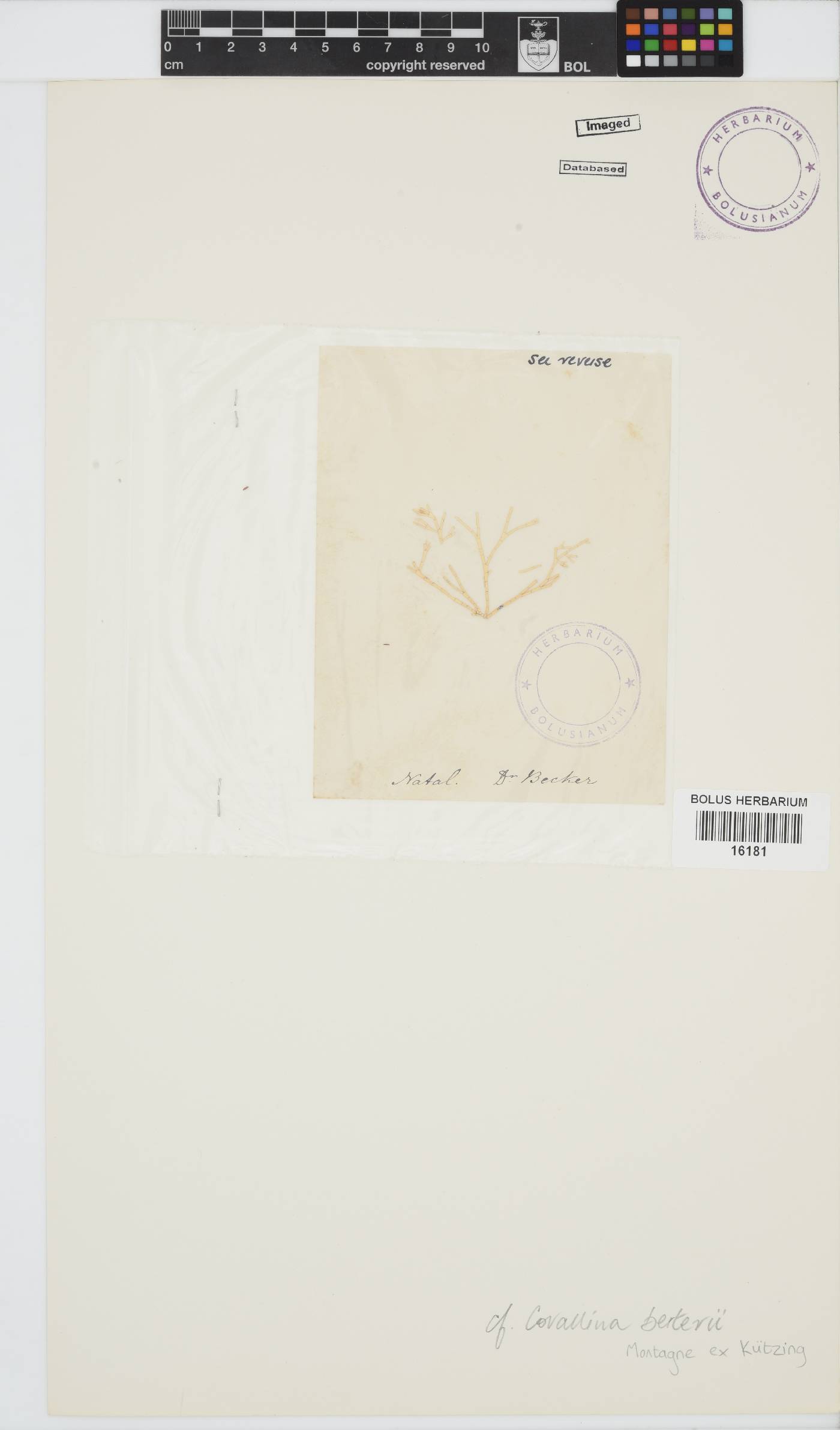 Corallina berteroi image