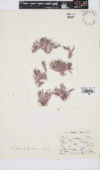 Image of Corallina officinalis