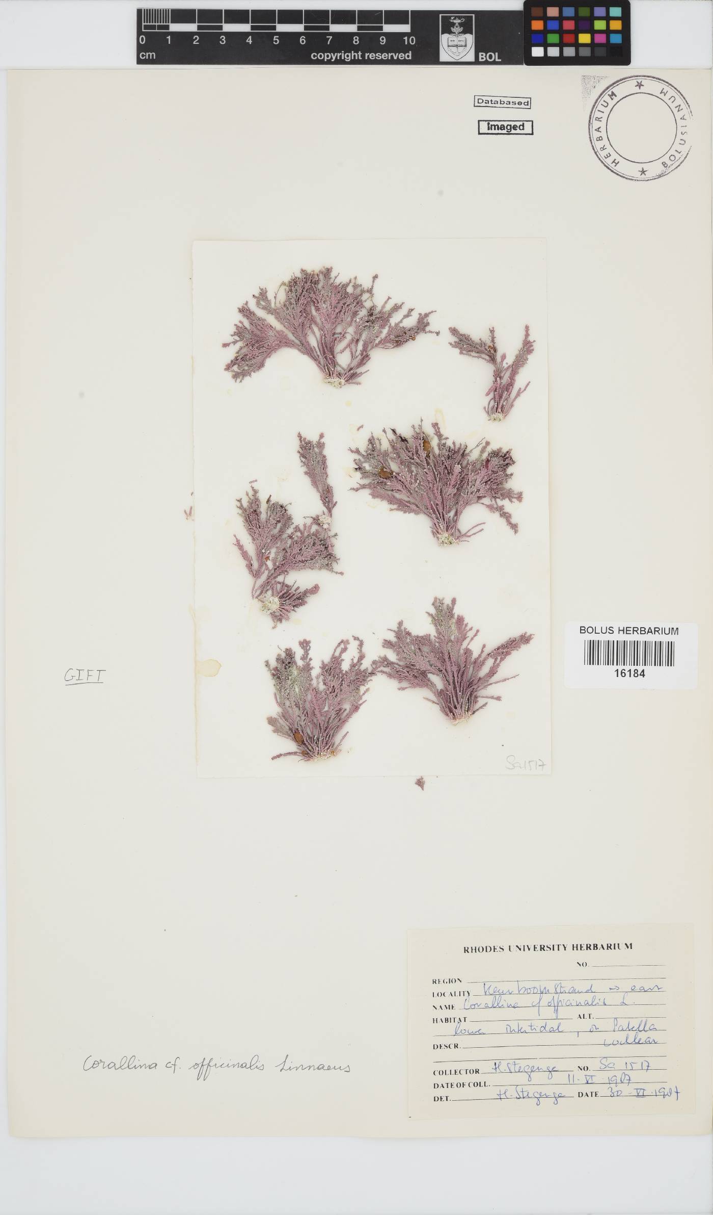 Corallina image