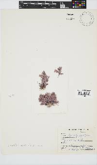 Corallina officinalis image