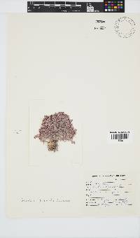 Corallina officinalis image