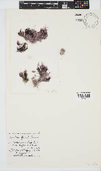 Corallina officinalis image