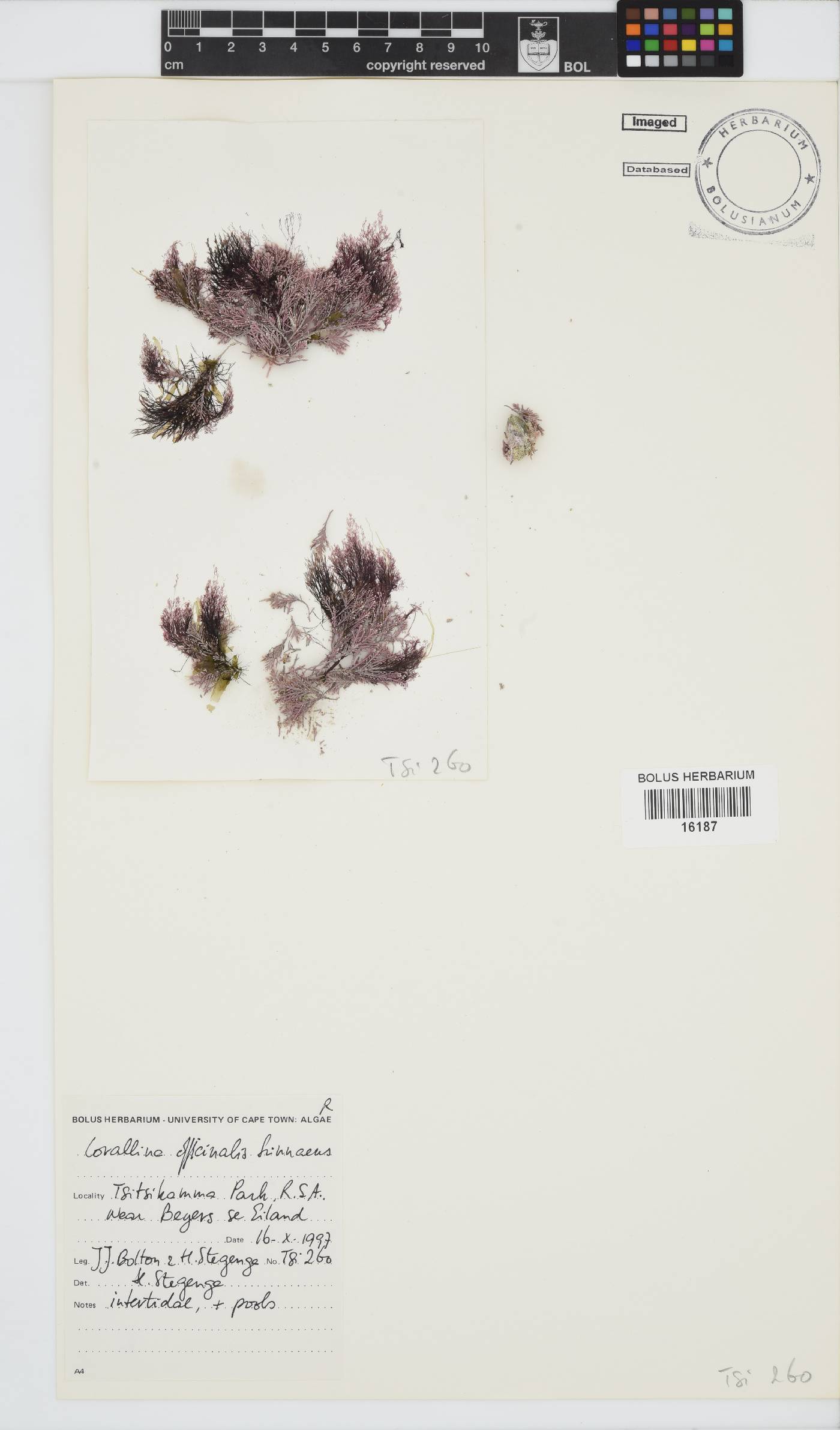 Corallina image