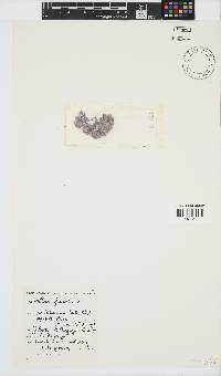 Corallina officinalis image