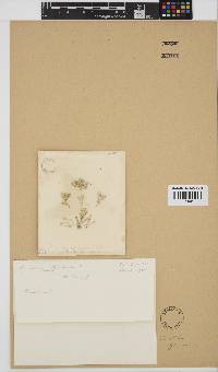Corallina officinalis image