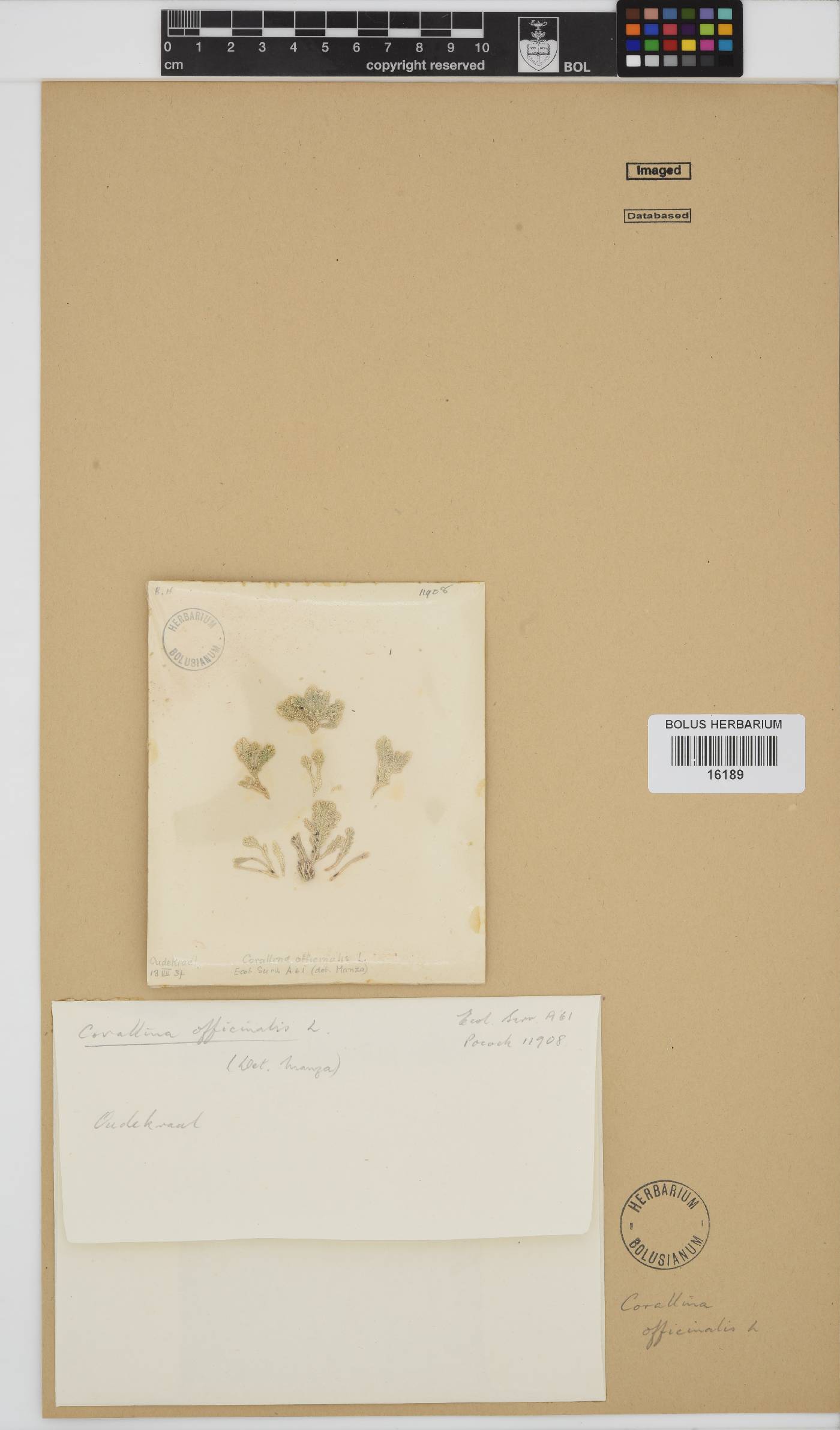 Corallina image