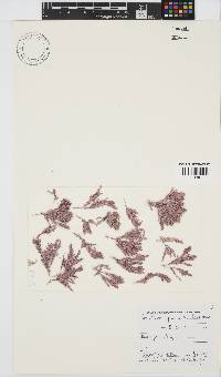 Corallina officinalis image