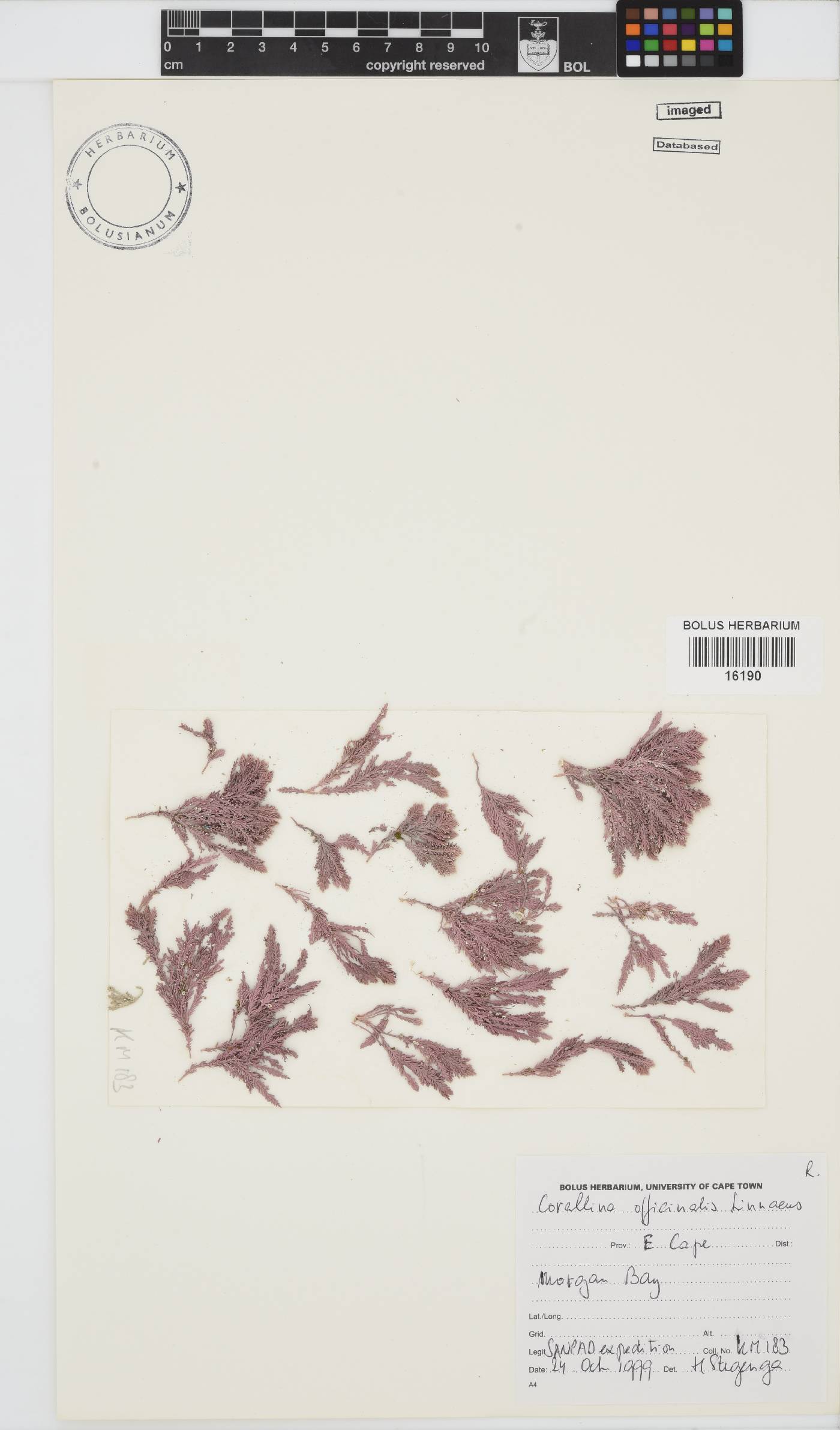 Corallina image
