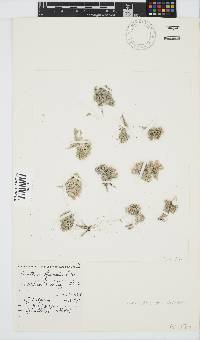 Corallina officinalis image