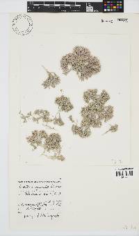 Corallina officinalis image