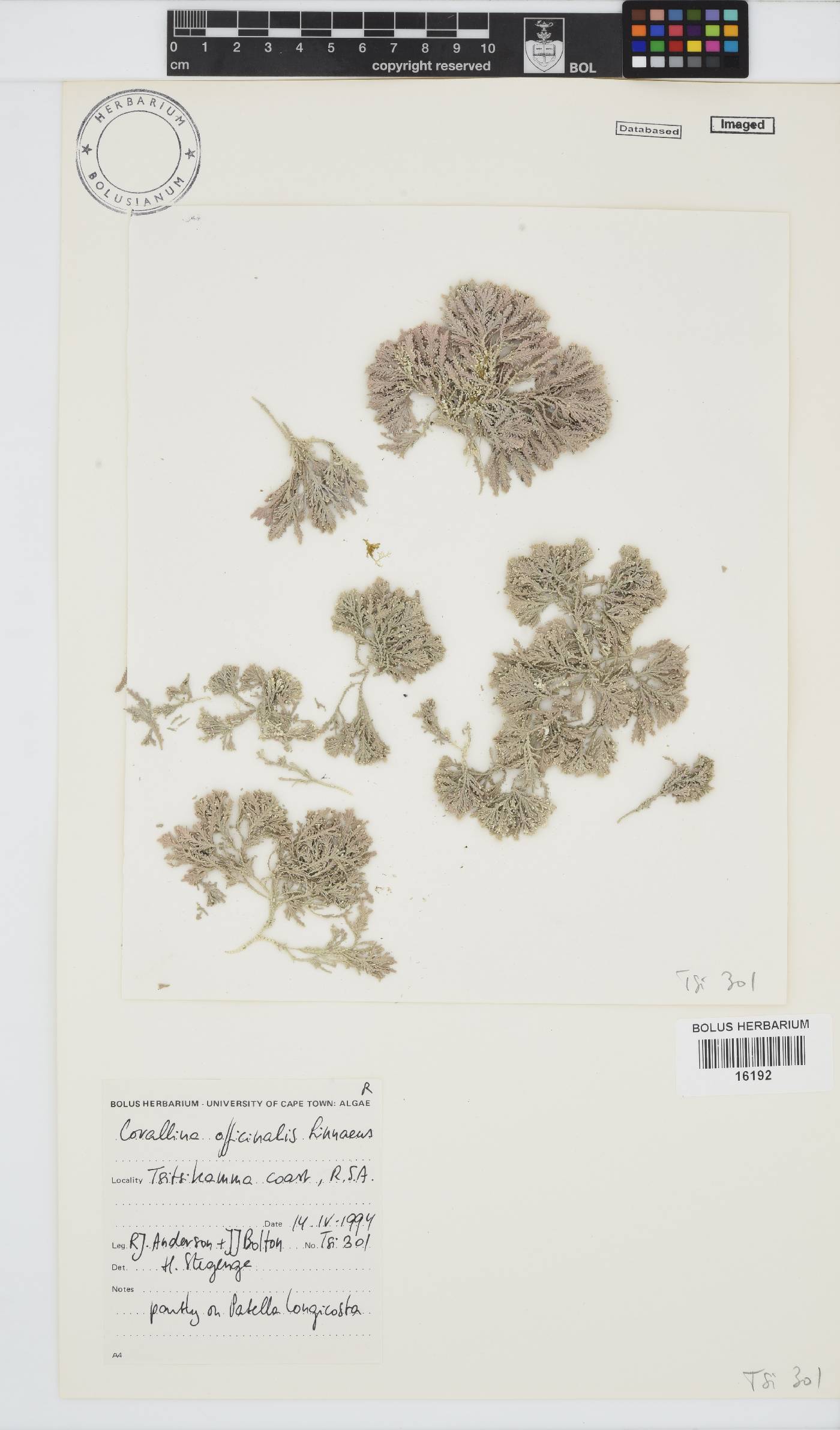 Corallina officinalis image