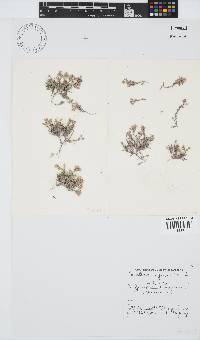 Corallina officinalis image