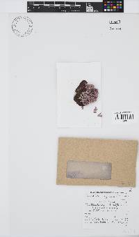Corallina officinalis image