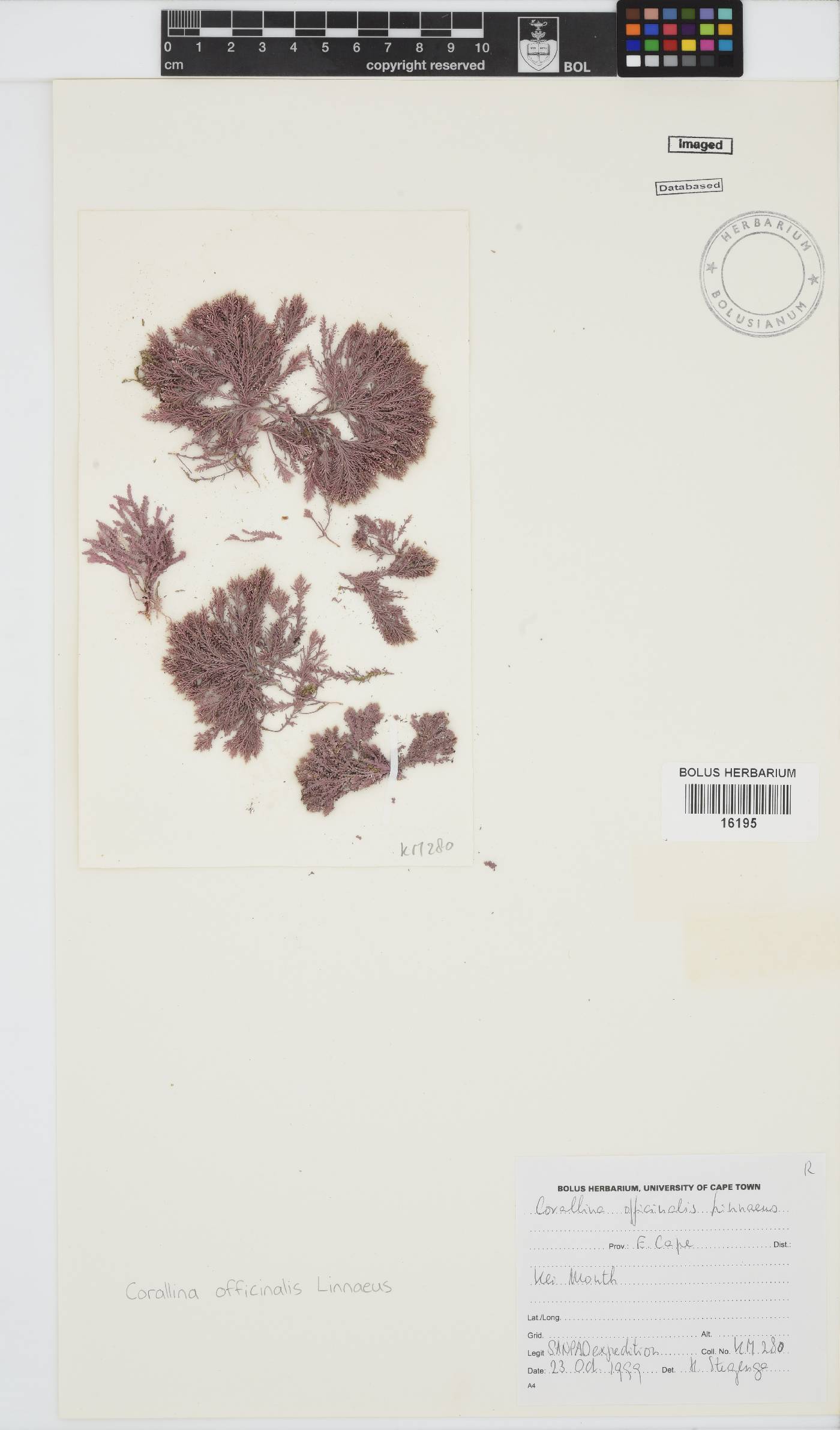 Corallina officinalis image