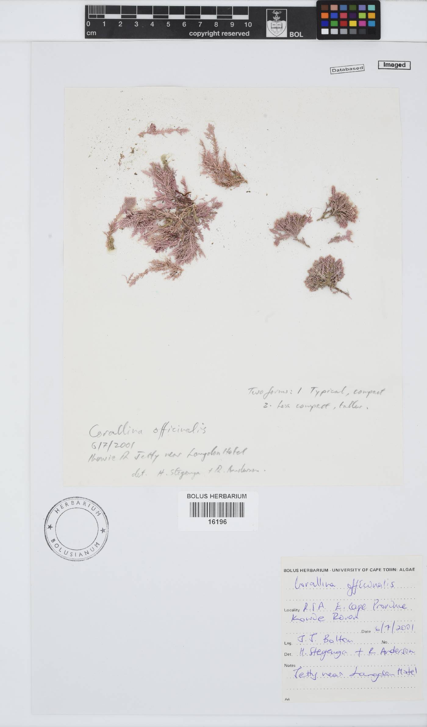 Corallina officinalis image