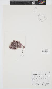 Corallina officinalis image