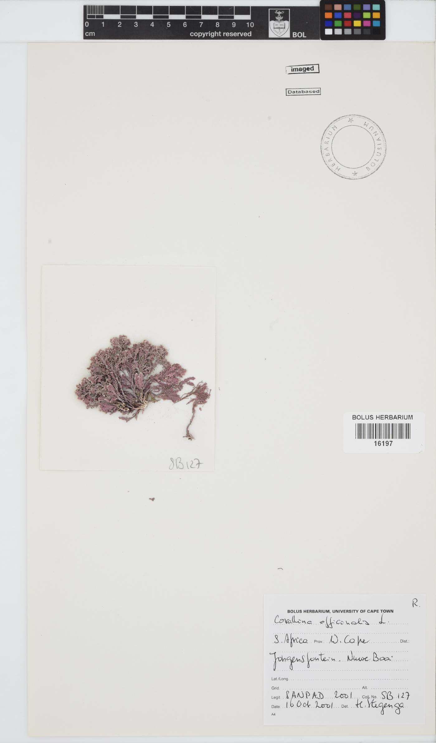 Corallina officinalis image