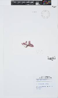 Corallina officinalis image
