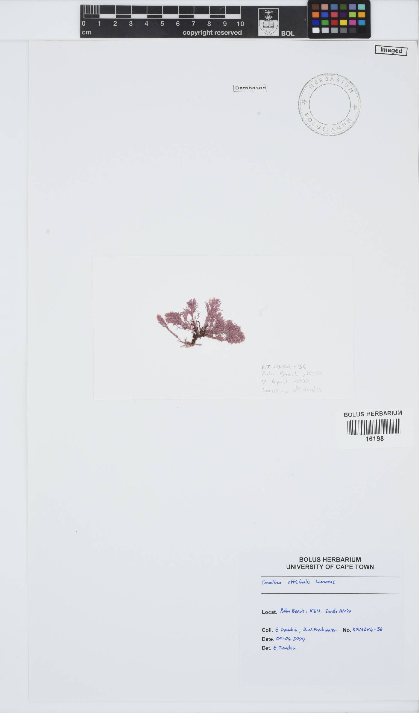 Corallina officinalis image